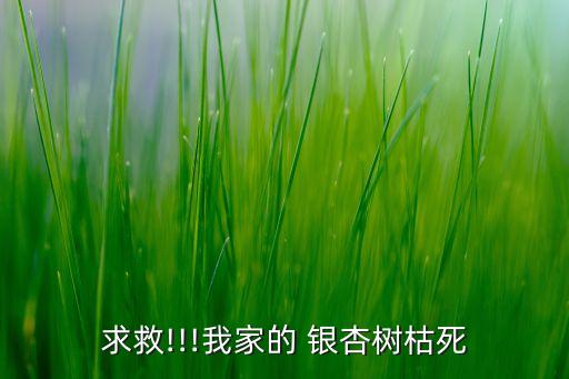 求救!!!我家的 銀杏樹枯死