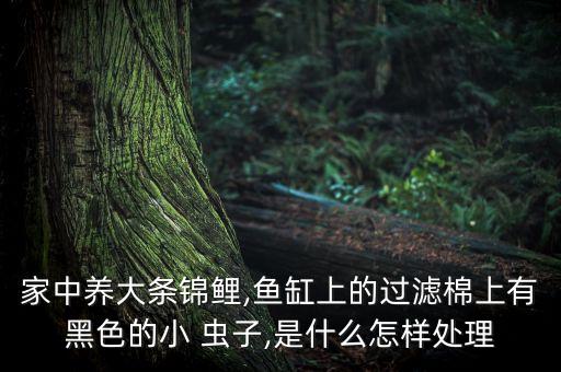 家中養大條錦鯉,魚缸上的過濾棉上有黑色的小 蟲子,是什么怎樣處理