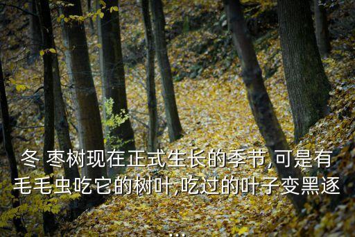 冬棗樹打什么農藥結得多,打樹用什么農藥