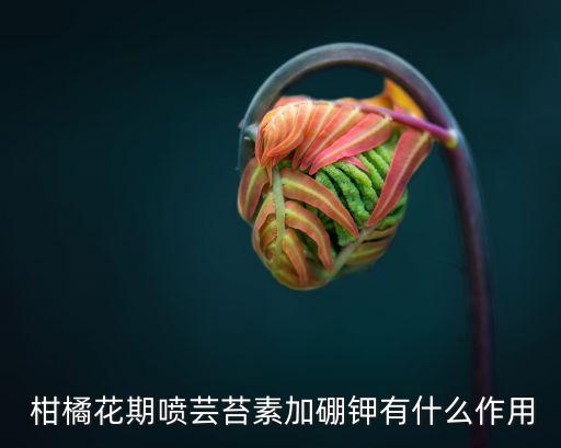  柑橘花期噴蕓苔素加硼鉀有什么作用