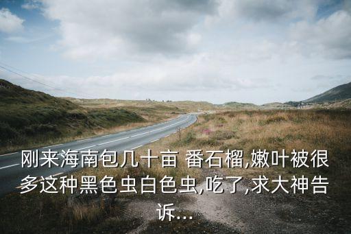 番石榴有蟲噴什么農藥好,春季番石榴要噴什么藥呢