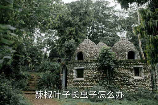 辣椒花期打什么農藥,辣椒生蟲用什么農藥治