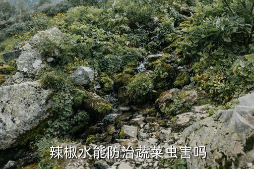  辣椒水能防治蔬菜蟲害嗎