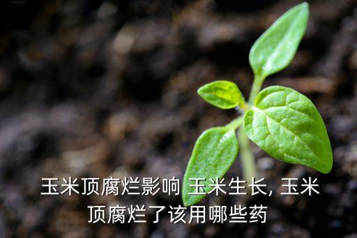  玉米頂腐爛影響 玉米生長, 玉米頂腐爛了該用哪些藥