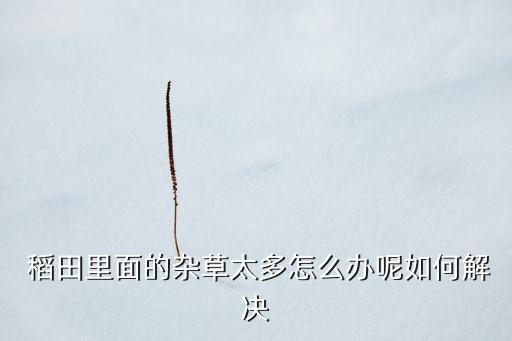什么農藥除稻田雜稻,稻田里有雜稻有什么辦法治