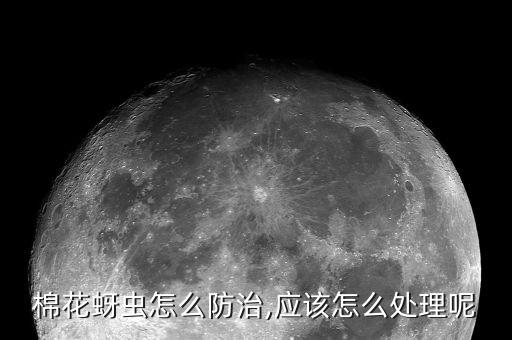 棉花蚜蟲怎么防治,應(yīng)該怎么處理呢