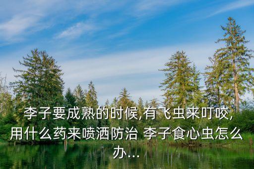 李子現在打什么農藥較好,李子可以噴什么綠色農藥