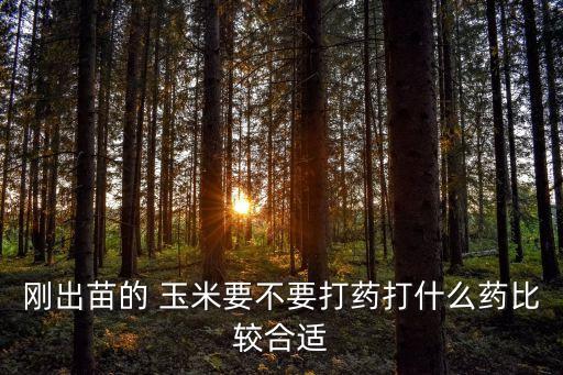 種玉米會打什么農藥,玉米可以和什么一起打糊
