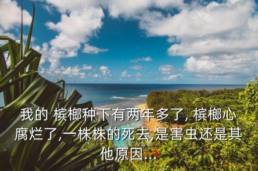我的 檳榔種下有兩年多了, 檳榔心腐爛了,一株株的死去,是害蟲還是其他原因...