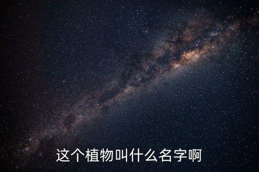火山榕用什么農藥,賣火山榕到什么平臺最好