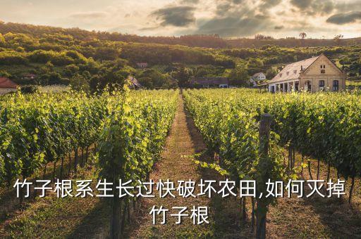 竹子根系生長過快破壞農田,如何滅掉竹子根