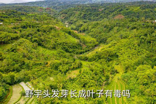 什么農(nóng)藥可殺死野芋,大樹用什么農(nóng)藥可快速殺死