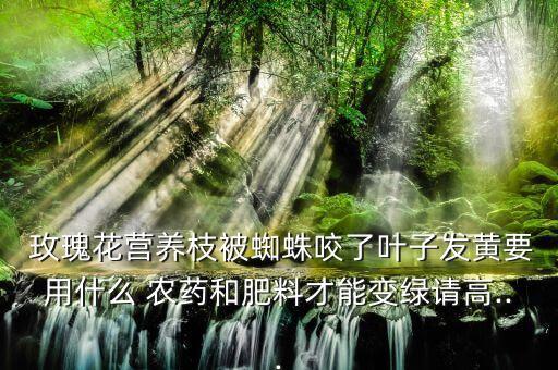  玫瑰花營(yíng)養(yǎng)枝被蜘蛛咬了葉子發(fā)黃要用什么 農(nóng)藥和肥料才能變綠請(qǐng)高...
