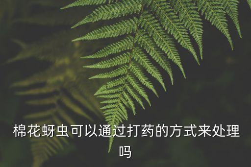  棉花蚜蟲可以通過打藥的方式來處理嗎