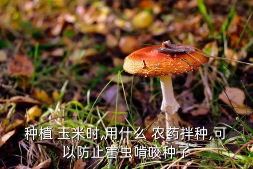 玉米長大用什么農藥,什么農藥能讓玉米不結棒
