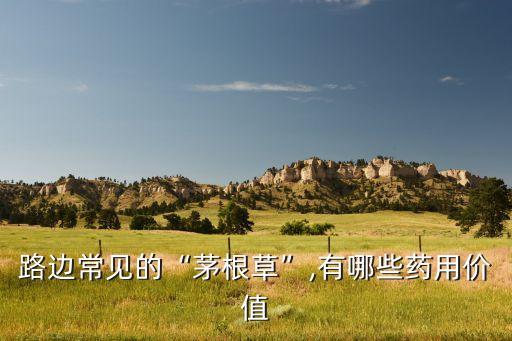 路邊常見的“茅根草”,有哪些藥用價值