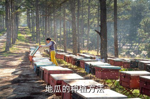 地瓜的種植方法