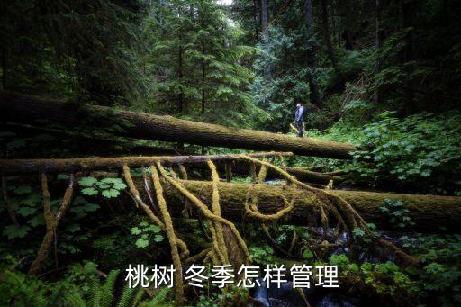  桃樹 冬季怎樣管理