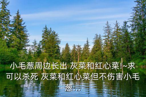 灰菜用什么農(nóng)藥可以除掉,打灰菜用什么農(nóng)藥