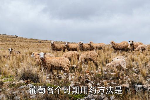  葡萄各個時期用藥方法是