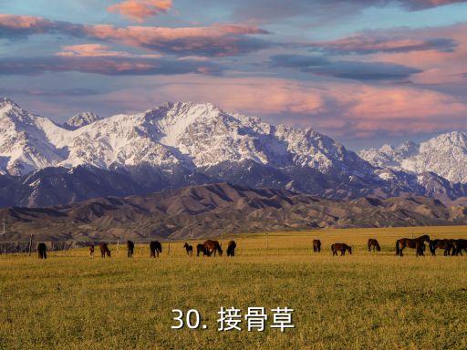 30. 接骨草