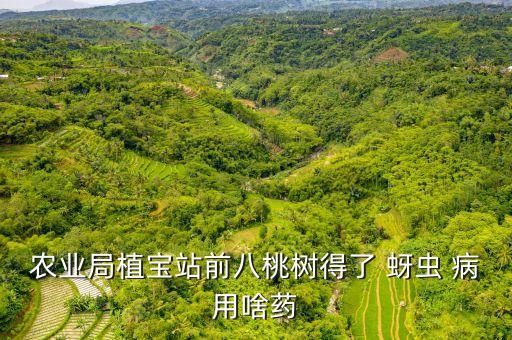 蚜蟲病用什么農藥,蚜蟲引起什么病