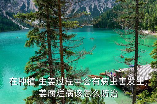 生姜走風(fēng)打什么農(nóng)藥
