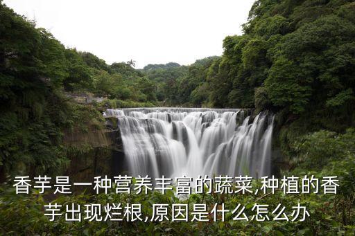 香芋是一種營(yíng)養(yǎng)豐富的蔬菜,種植的香芋出現(xiàn)爛根,原因是什么怎么辦