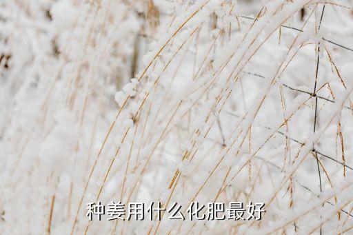 生姜打農藥推薦什么品種,生姜用什么農藥防治最好
