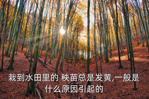 秧苗返黃 用什么農藥返青,秧苗期間噴什么農藥好