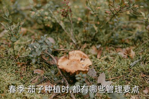 茄子苗什么時(shí)候打農(nóng)藥,東北茄子苗什么時(shí)候育苗