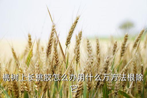 桃樹上長桃膠怎么辦用什么萬方法根除它