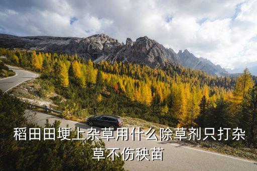  稻田田埂上雜草用什么除草劑只打雜草不傷秧苗