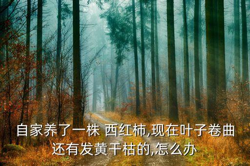 自家養了一株 西紅柿,現在葉子卷曲還有發黃干枯的,怎么辦