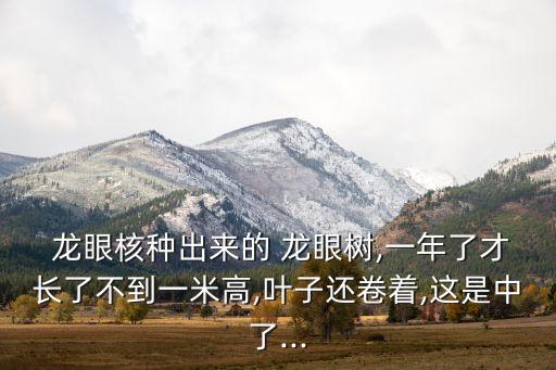  龍眼核種出來的 龍眼樹,一年了才長了不到一米高,葉子還卷著,這是中了...
