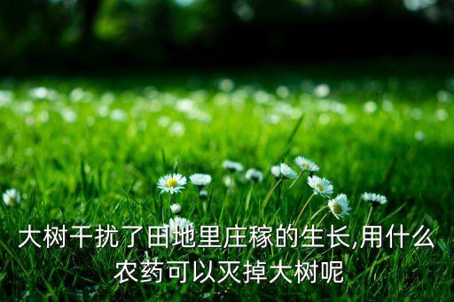 大樹(shù)干擾了田地里莊稼的生長(zhǎng),用什么 農(nóng)藥可以滅掉大樹(shù)呢