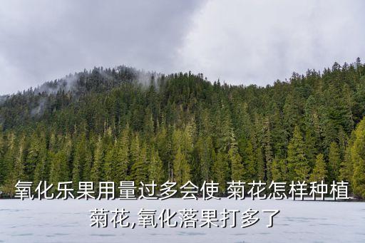 氧化樂果用量過多會使 菊花怎樣種植 菊花,氧化落果打多了