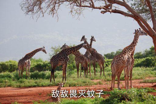 打蚊蟲用什么農藥,西瓜一般打什么農藥