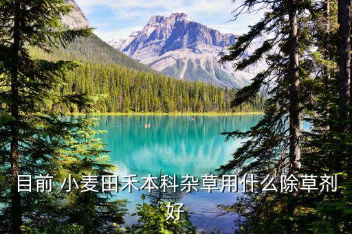 目前 小麥田禾本科雜草用什么除草劑好