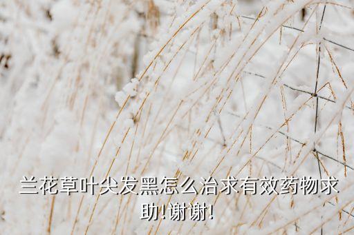  蘭花草葉尖發(fā)黑怎么治求有效藥物求助!謝謝!