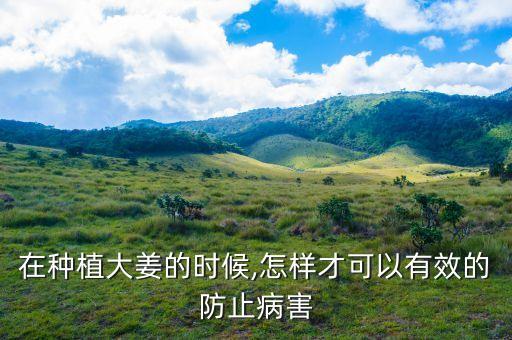 在種植大姜的時候,怎樣才可以有效的防止病害