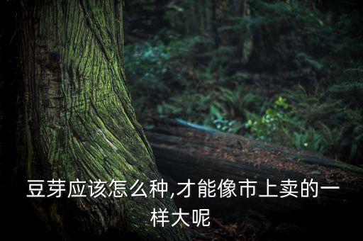  豆芽應該怎么種,才能像市上賣的一樣大呢