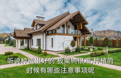 聽說種植出好的 板栗樹很難,種植的時候有哪些注意事項呢