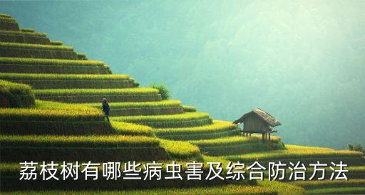  荔枝樹有哪些病蟲害及綜合防治方法