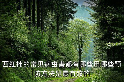 西紅柿的常見病蟲害都有哪些用哪些預防方法是最有效的