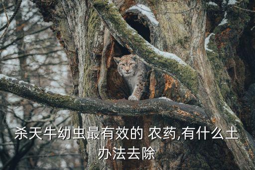 殺天牛幼蟲最有效的 農藥,有什么土辦法去除