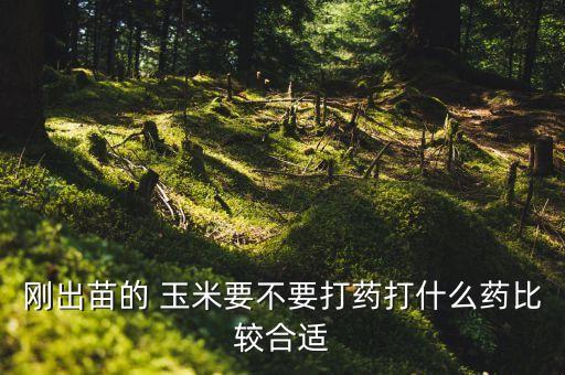 甘肅民勤玉米用什么農(nóng)藥,什么農(nóng)藥能讓玉米不結(jié)棒