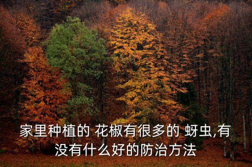 治花椒蚜蟲什么農(nóng)藥最好,金倍火花椒蚜蟲農(nóng)藥