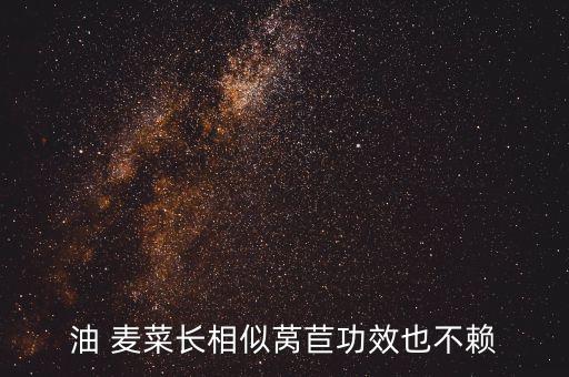 油 麥菜長(zhǎng)相似萵苣功效也不賴