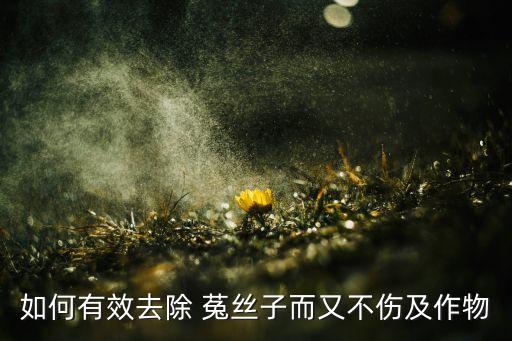 如何有效去除 菟絲子而又不傷及作物